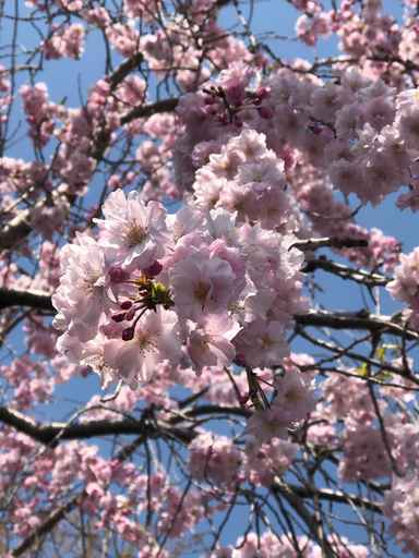 満開の桜の下から。 Image